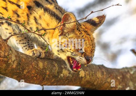 Portrait de Serval très en colère sur un arbre dans l'habitat naturel. Le nom scientifique est Leptailurus serval. Le Serval est un chat sauvage tacheté originaire de Banque D'Images