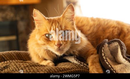 Chat de chat orange avec de grands yeux Banque D'Images