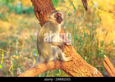 Vue latérale du singe Vervet, Chlorocebus pygerythrus, singe de la famille des Cercopithecidae, debout sur un arbre dans le parc national Kruger, Afrique du Sud. Banque D'Images