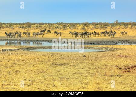 Zèbres, hartebeests et springboks buvant au trou d'eau de Nebrownii dans la savane saison sèche du parc national d'Etosha en Namibie. Ciel bleu, espace de copie. Banque D'Images