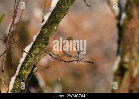 Pinson des arbres (Fringilla coelebs) Fringilla coelebs dans son élément naturel Banque D'Images