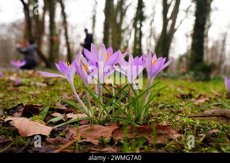 Les fleurs de crocus violettes fleurissent dans un parc Banque D'Images