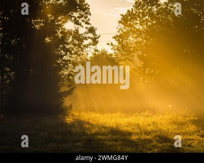Le soleil tôt le matin jette une lueur dorée chaude à travers la brume parmi les arbres dans une forêt suédoise tranquille. La lumière filtre à travers les branches, créa Banque D'Images