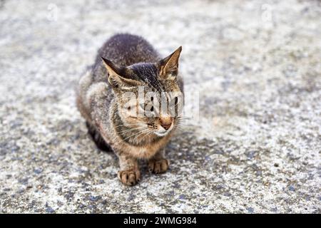 Sur l'île Cat Manabeshima, Mer Intérieure de Seto, au Japon Banque D'Images