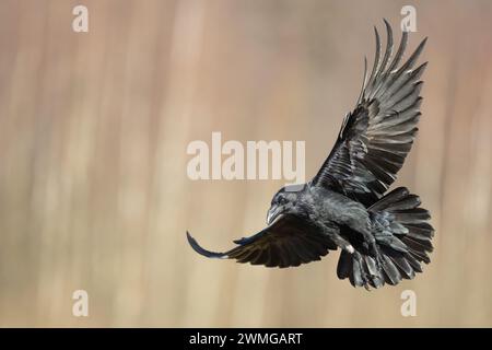 Beau corbeau Corvus corax oiseau volant du nord de la Pologne Europe Banque D'Images