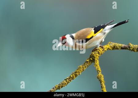 Oiseau Goldfinch carduelis carduelis , petit oiseau étonnant, printemps en Pologne Europe Banque D'Images