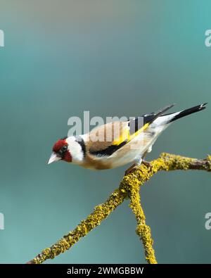 Oiseau Goldfinch carduelis carduelis , petit oiseau étonnant, printemps en Pologne Europe Banque D'Images