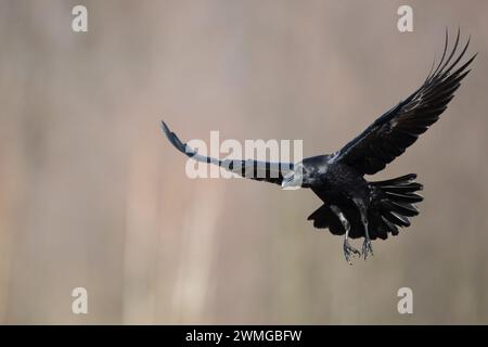 Beau corbeau Corvus corax oiseau volant du nord de la Pologne Europe Banque D'Images