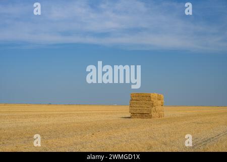 Une pile de foin est placée au-dessus d'un champ d'herbe sèche, créant une scène rustique et agricole. Le foin doré contraste avec l'herbe brune, réfléchit Banque D'Images