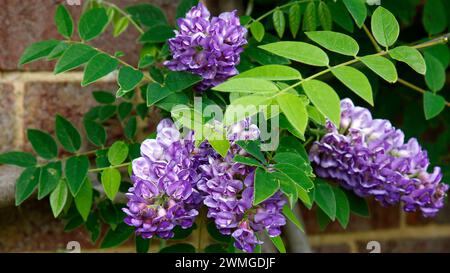 Gros plan des fleurs violettes de la plante de jardin murale d'escalade wisteria frutescens longwood Purple. Banque D'Images