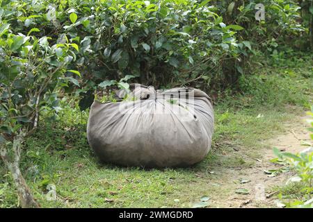 Feuilles de thé récoltées dans des sacs. Cette photo a été prise à Chittagong, Bangladesh. Banque D'Images