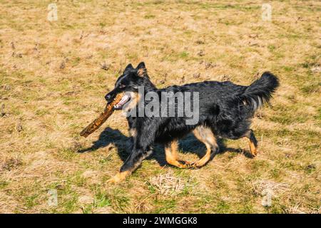 Jeune chien berger noir de Bohême court sur la prairie avec un bâton dans la bouche. Race nationale de la république tchèque. Banque D'Images