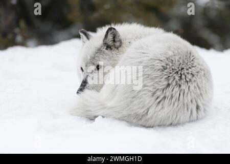 Loup gris ( Canis lupus) se reposant, couché dans la neige, roulé, regardant attentivement, Montana, ÉTATS-UNIS. Banque D'Images