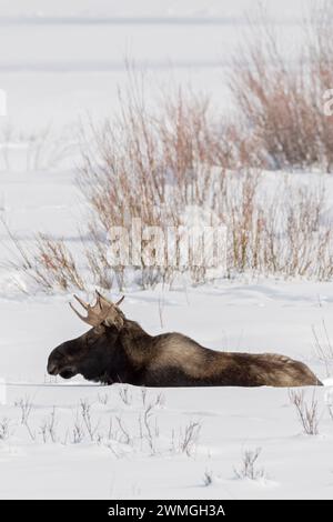 Orignal ( Alces alces ), jeune taureau, au repos, couché, ruminant dans la neige, Winter, Yellowstone NP, États-Unis. Banque D'Images
