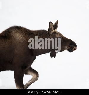 Anschnitt... Elch Alces alces , junger Elchbulle mit frisch abgeworfenem Geweih, ohne Geweih im Winter, stampft durch hohen Schnee, elch-typische Körperhaltung, lustiges Bild, Profilansicht *** Moose Alces alces , jeune taureau, marchant dans la neige, détaillé gros plan, photo de tête, grand Teton NP, États-Unis. Wyoming Nordamerika, Vereinigte Staaten von Amerika Banque D'Images