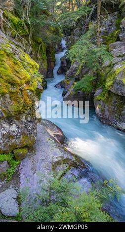 Avalanche Creek & gorge, Trail of the Cedars, Apgar Area, Glacier National Park, Montana Banque D'Images