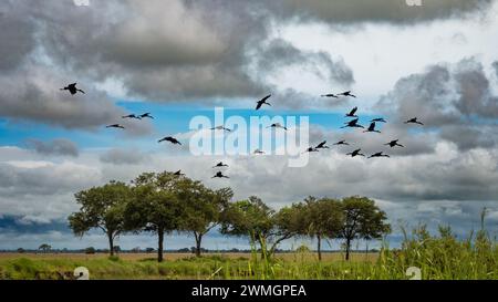 Les cigognes africaines à bec ouvert (Anastomus lamelligerus) survolent les arbres et la savane dans le parc national de Mikumi, dans le sud de la Tanzanie. Banque D'Images