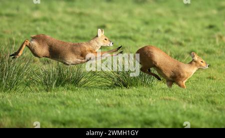 Couple de cerfs d'eau chinois (Hydropotes inermis) courant à travers le marais de Norfolk dans la lumière du soleil du soir. Banque D'Images