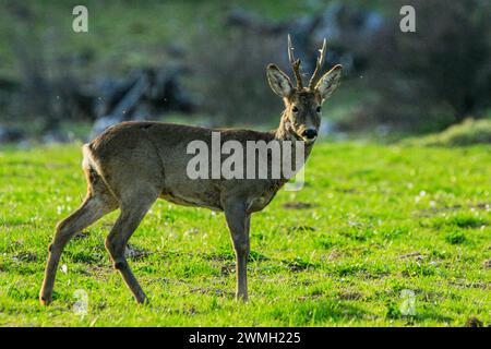 Mâle de cerf rodé (Capreolus capreolus) sur un pâturage du massif du jura en Suisse Banque D'Images