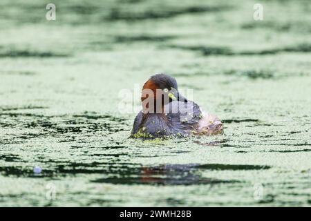 Petit grebe nageant paisiblement dans le lac Banque D'Images