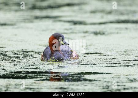 Petit grebe nageant paisiblement dans le lac Banque D'Images