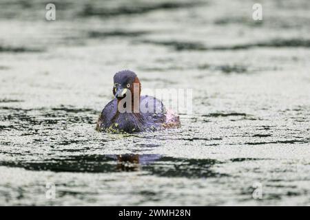 Petit grebe nageant paisiblement dans le lac Banque D'Images