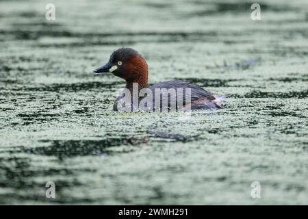 Petit grebe nageant paisiblement dans le lac Banque D'Images