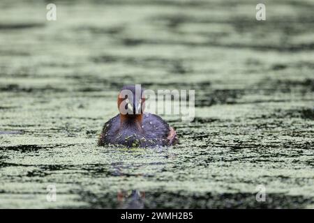 Petit grebe nageant paisiblement dans le lac Banque D'Images