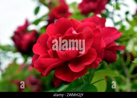 Gros plan d'une fleur rose, de couleur rouge, ses larges pétales et sa tige verte épineuse. Banque D'Images