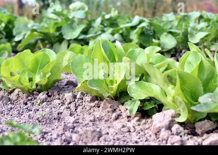 Une rangée de feuilles de laitue verte qui pousse dans un potager. Banque D'Images