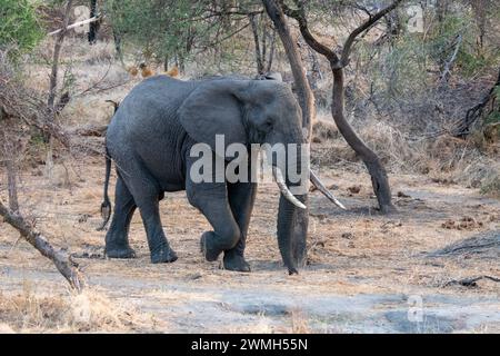 Tarangire, Tanzanie, 24 octobre 2023. Éléphant marchant dans le parc. Banque D'Images