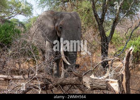 Tarangire, Tanzanie, 24 octobre 2023. Éléphant brisant un arbre Banque D'Images