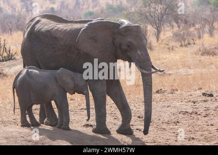 Tarangire, Tanzanie, 24 octobre 2023. Éléphant femelle et son bébé éléphant Banque D'Images