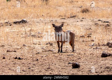 Tarangire, Tanzanie, 24 octobre 2023. Phacochère dans la savane Banque D'Images