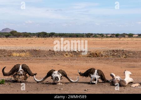 Tarangire, Tanzanie, 24 octobre 2023. Os d'animaux le long de la route Banque D'Images