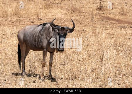 Tarangire, Tanzanie, 24 octobre 2023. Gnous dans la savane Banque D'Images