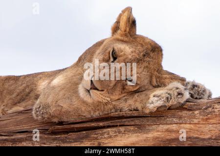 Tarangire, Tanzanie, 24 octobre 2023. Petit lion dormant dans un arbre Banque D'Images