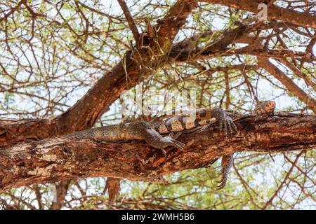 Tarangire, Tanzanie, 24 octobre 2023. Lézard moniteur du Nil couché sur l'arbre Banque D'Images