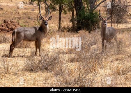 Tarangire, Tanzanie, 24 octobre 2023. Couple Waterbuck dans la savane Banque D'Images