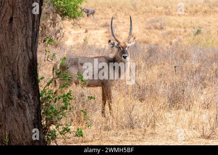 Tarangire, Tanzanie, 24 octobre 2023. Waterbuck dans la savane Banque D'Images