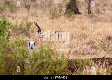 Tarangire, Tanzanie, 24 octobre 2023. Thomson gazelle dans la savane Banque D'Images