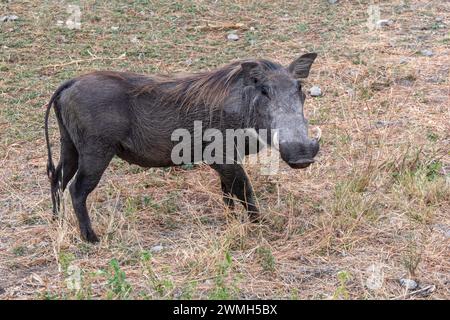 Tarangire, Tanzanie, 24 octobre 2023. Phacochère dans la savane Banque D'Images