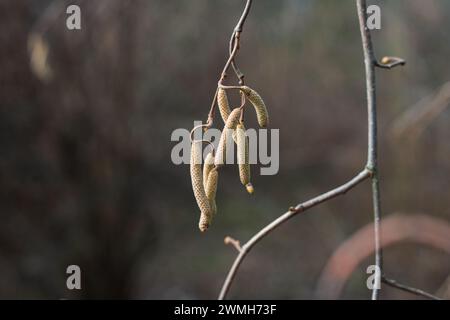 Gros plan de chatons aux noisettes à fleurs jaunes sur fond flou. Focalisation sélective sur les chats individuels Banque D'Images