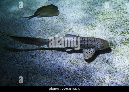 Stegostoma tigrinum poissons nageant au fond de l'aquarium. Banque D'Images