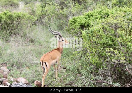 Antilope de taille moyenne trouvée en Afrique orientale et australe Banque D'Images