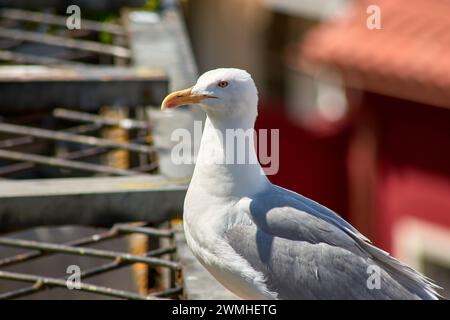 Une mouette perchée dans le port de Vigo Banque D'Images