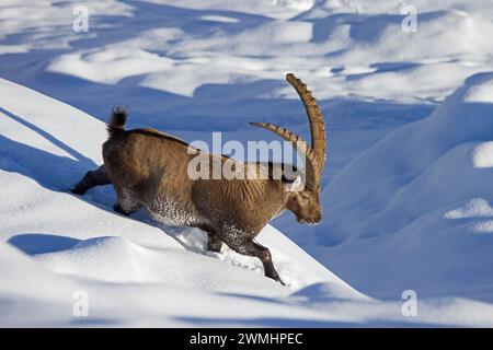 Bouillie alpine (bouillie Capra) mâle avec de grandes cornes descendant la pente de montagne dans la neige profonde en hiver dans les Alpes européennes Banque D'Images