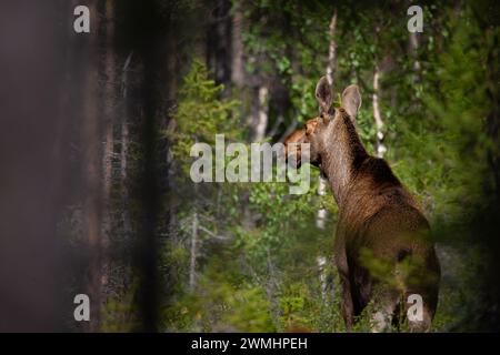 Mousses dans la forêt pendant la saison d'ornithage. Finlande. Banque D'Images