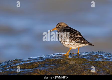 Pier de sable violet (Calidris maritima) en plumage non reproductif sur la rive rocheuse le long de la côte de la mer Baltique en hiver Banque D'Images