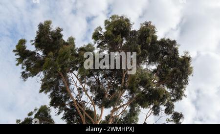 Image d'un arbre feuillu de fantaisie vu d'en bas avec un beau ciel nuageux Banque D'Images